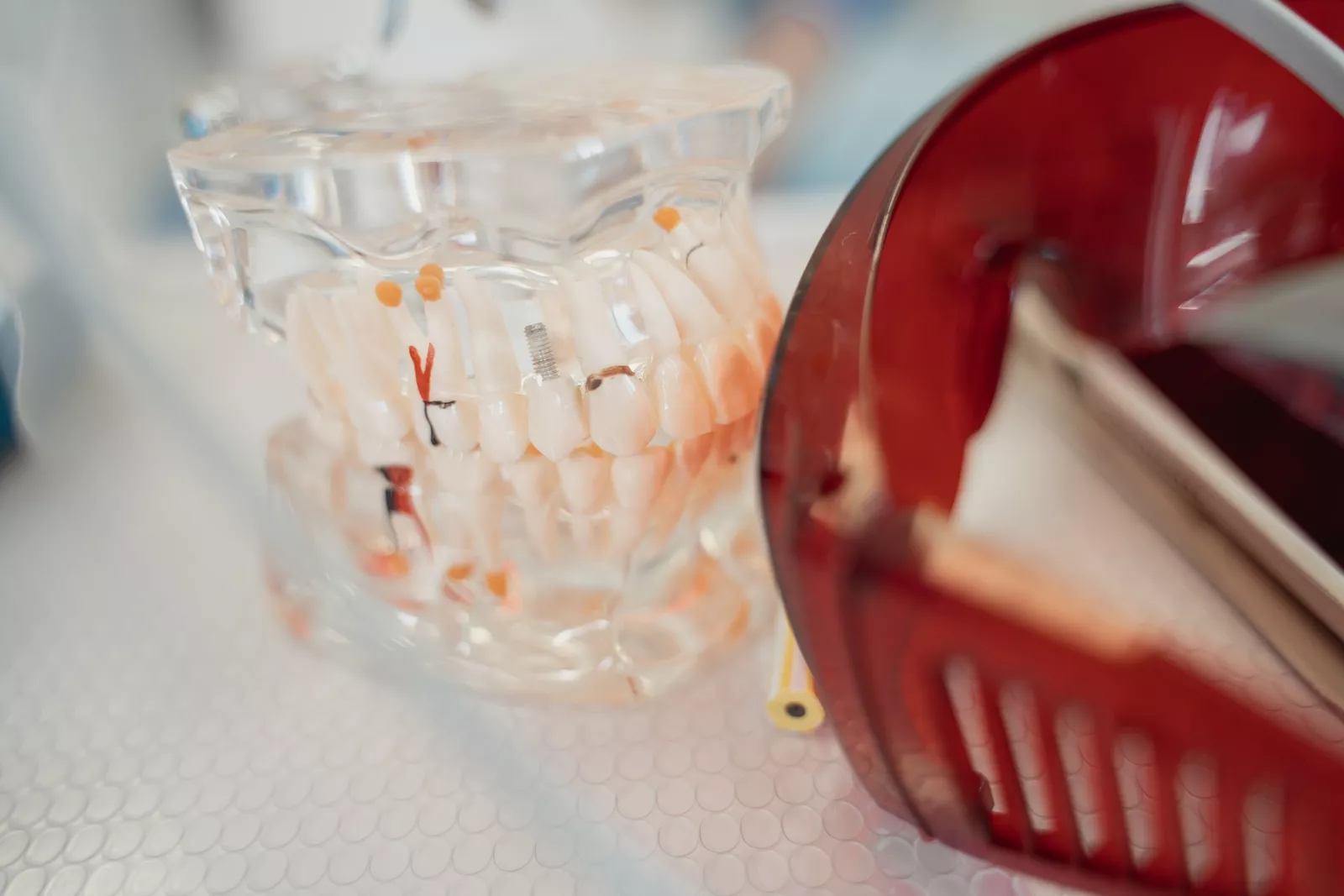 A model used for dental implant research.